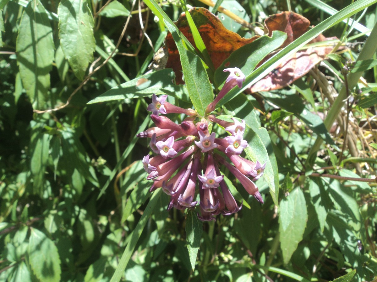 Cestrum × cultum Francey